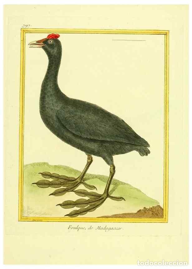 Coleccionismo de Revistas y Peri&oacute;dicos: Reproducci&oacute;n/Reproduction 49639629883: Planches enlumin&eacute;es d'histoire naturelle. Paris? :s.n.,1765-1