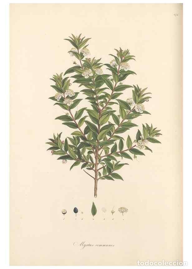Coleccionismo de Revistas y Peri&oacute;dicos: Reproducci&oacute;n/Reproduction 49557812052: Flora Graeca, sive, Plantarum rariorum historia, quas in prov