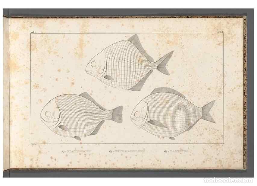 Coleccionismo de Revistas y Peri&oacute;dicos: Reproducci&oacute;n/Reproduction 49640229051: Recherches sur les poissons fossiles ... /. Neuchatel :Petitp