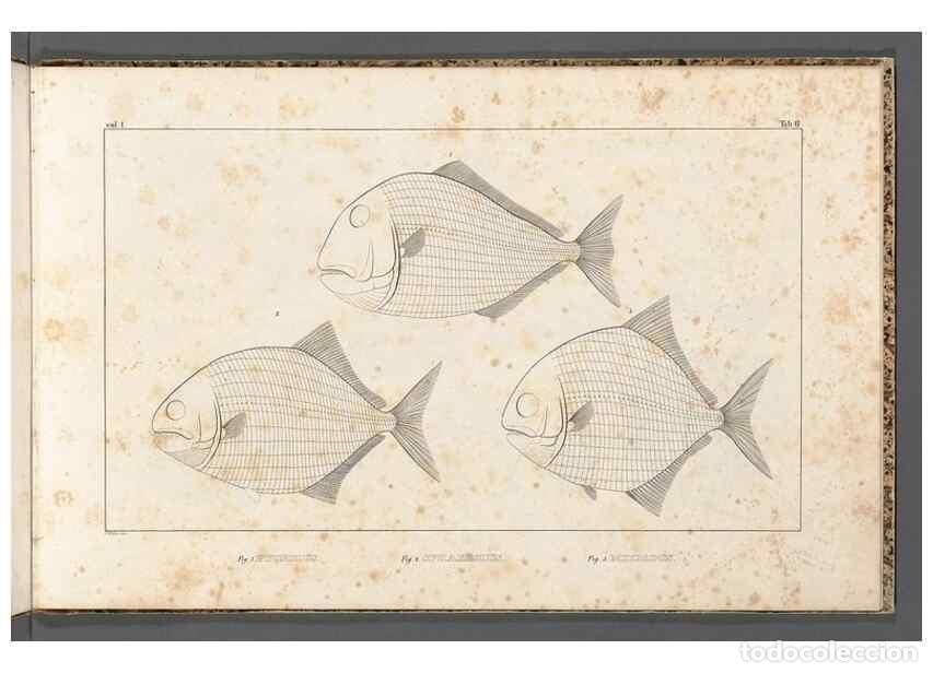 Coleccionismo de Revistas y Peri&oacute;dicos: Reproducci&oacute;n/Reproduction 49639706763: Recherches sur les poissons fossiles ... /. Neuchatel :Petitp