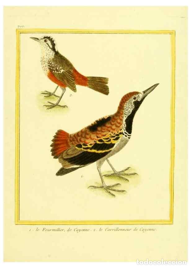 Coleccionismo de Revistas y Peri&oacute;dicos: Reproducci&oacute;n/Reproduction 49639585273: Planches enlumin&eacute;es d'histoire naturelle. Paris? :s.n.,1765-1