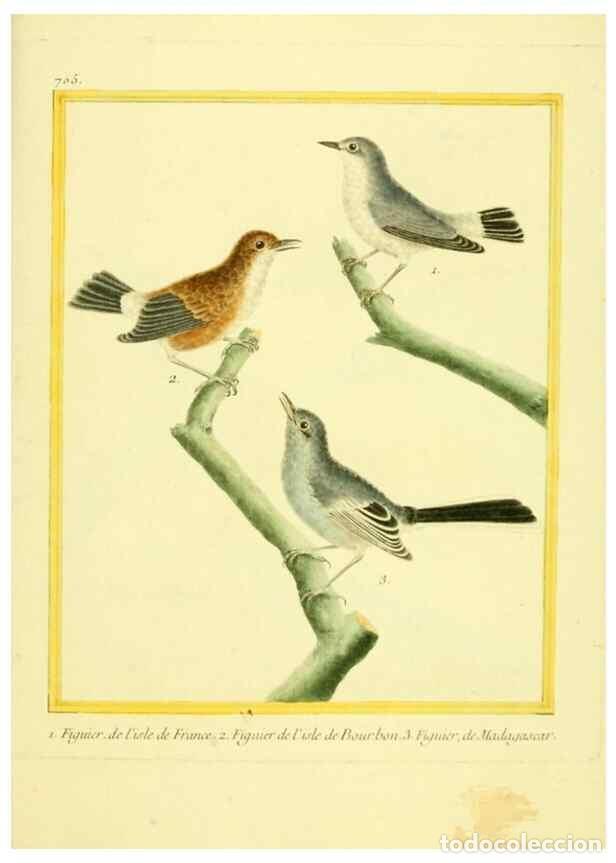 Coleccionismo de Revistas y Peri&oacute;dicos: Reproducci&oacute;n/Reproduction 49640128826: Planches enlumin&eacute;es d'histoire naturelle. Paris? :s.n.,1765-1