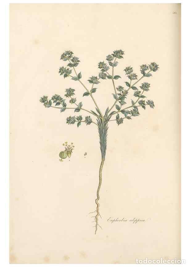 Coleccionismo de Revistas y Peri&oacute;dicos: Reproducci&oacute;n/Reproduction 49557074778: Flora Graeca, sive, Plantarum rariorum historia, quas in prov