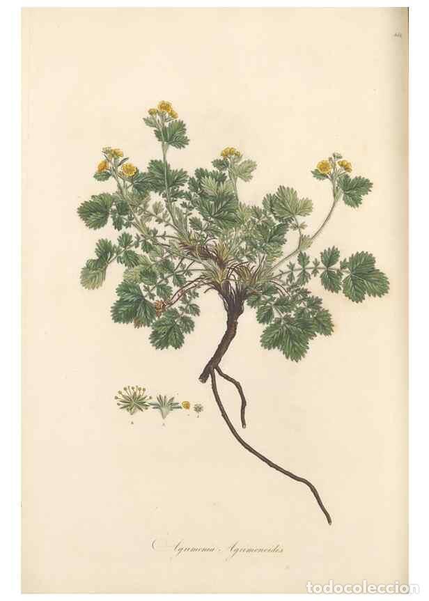 Coleccionismo de Revistas y Peri&oacute;dicos: Reproducci&oacute;n/Reproduction 49557073508: Flora Graeca, sive, Plantarum rariorum historia, quas in prov