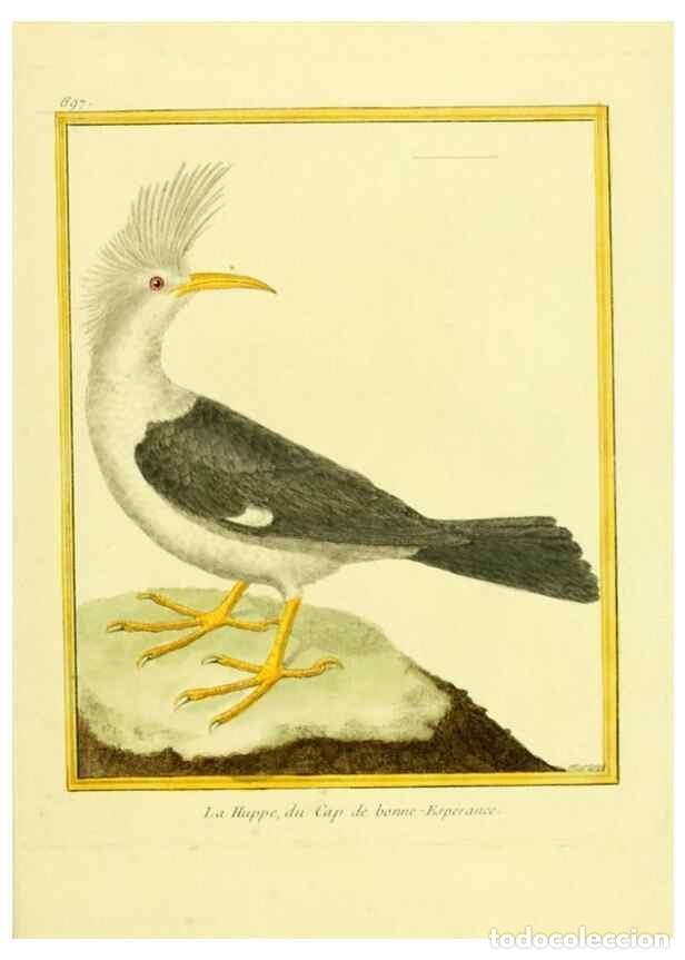 Coleccionismo de Revistas y Peri&oacute;dicos: Reproducci&oacute;n/Reproduction 49639584718: Planches enlumin&eacute;es d'histoire naturelle. Paris? :s.n.,1765-1