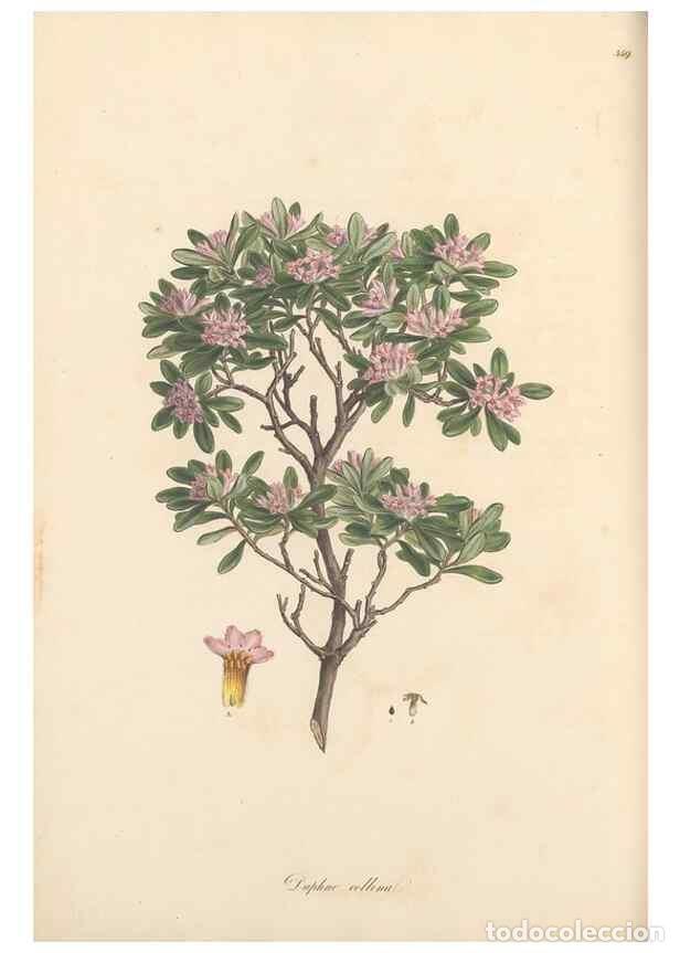 Coleccionismo de Revistas y Peri&oacute;dicos: Reproducci&oacute;n/Reproduction 49557381166: Flora Graeca, sive, Plantarum rariorum historia, quas in prov