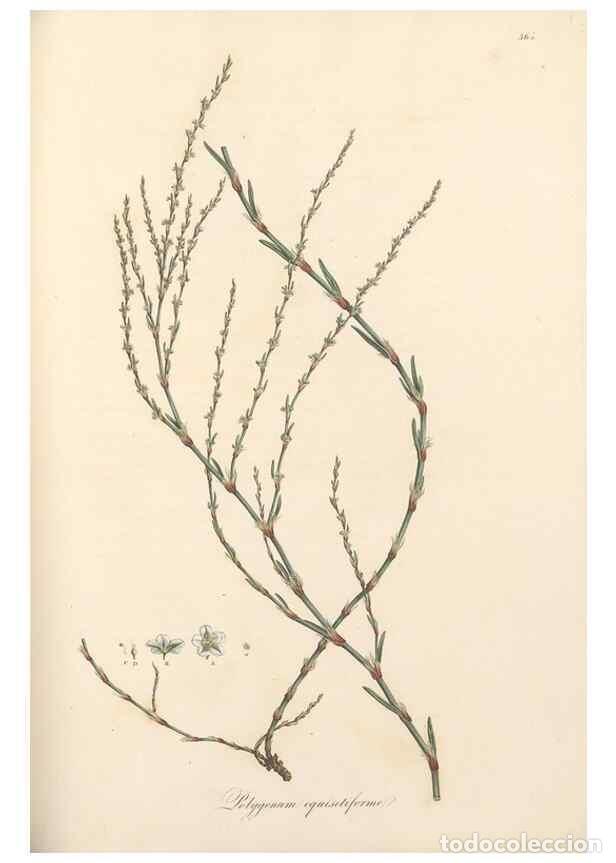 Coleccionismo de Revistas y Peri&oacute;dicos: Reproducci&oacute;n/Reproduction 49557618467: Flora Graeca, sive, Plantarum rariorum historia, quas in prov