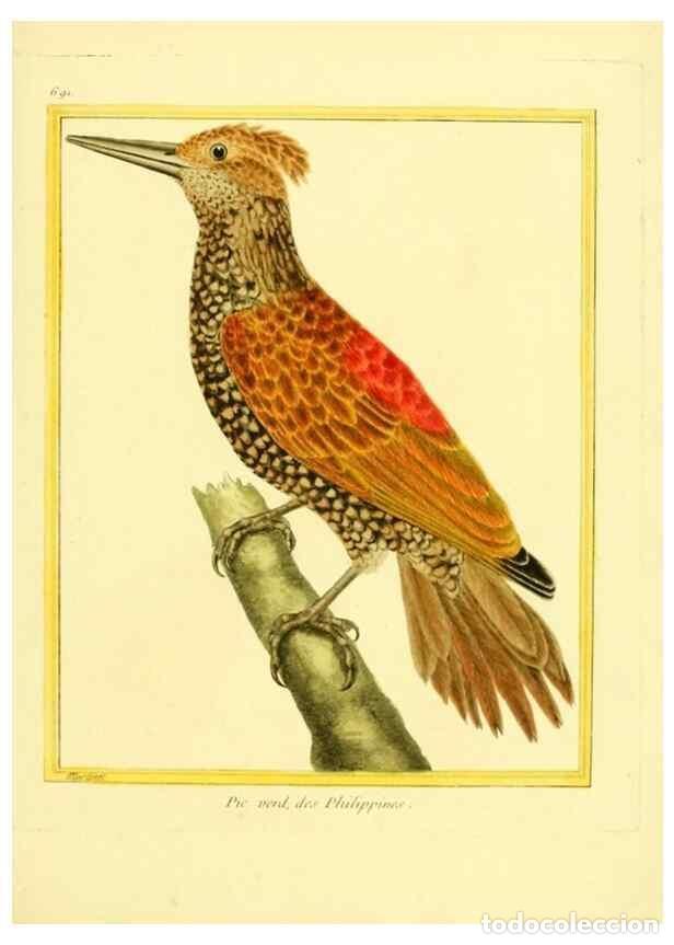 Coleccionismo de Revistas y Peri&oacute;dicos: Reproducci&oacute;n/Reproduction 49640380417: Planches enlumin&eacute;es d'histoire naturelle. Paris? :s.n.,1765-1