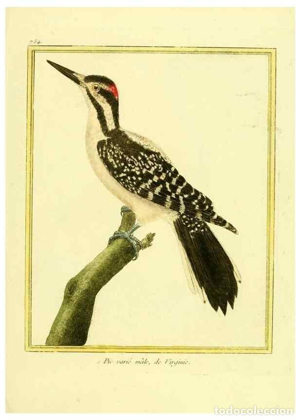 Coleccionismo de Revistas y Peri&oacute;dicos: Reproducci&oacute;n/Reproduction 49639617728: Planches enlumin&eacute;es d'histoire naturelle. Paris? :s.n.,1765-1