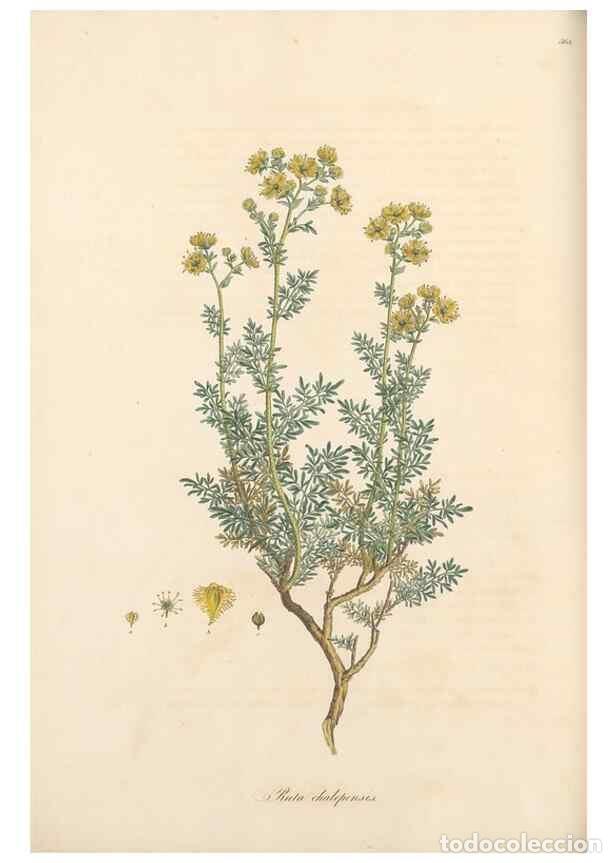 Coleccionismo de Revistas y Peri&oacute;dicos: Reproducci&oacute;n/Reproduction 49557384356: Flora Graeca, sive, Plantarum rariorum historia, quas in prov