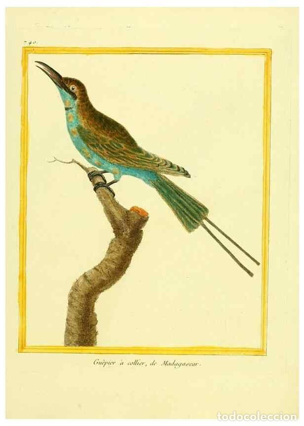 Coleccionismo de Revistas y Peri&oacute;dicos: Reproducci&oacute;n/Reproduction 49639613868: Planches enlumin&eacute;es d'histoire naturelle. Paris? :s.n.,1765-1