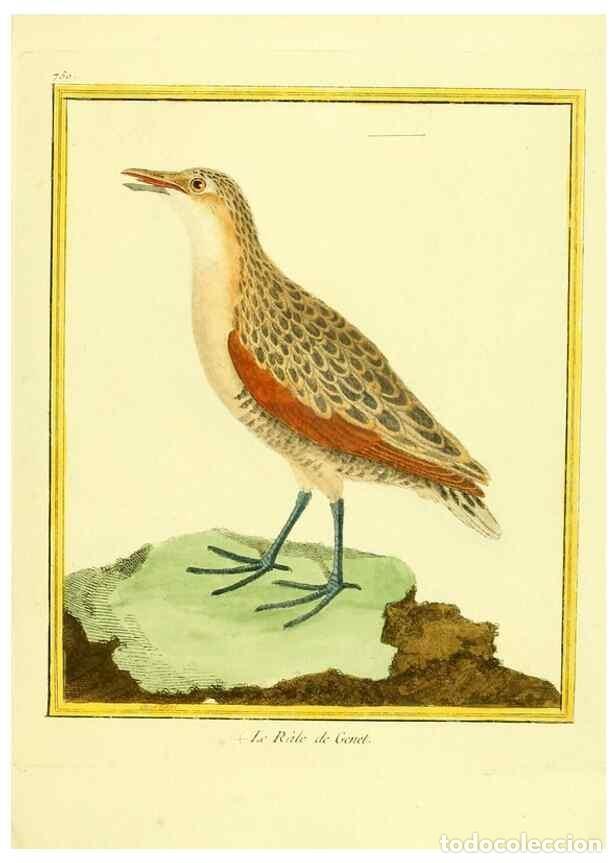 Coleccionismo de Revistas y Peri&oacute;dicos: Reproducci&oacute;n/Reproduction 49639616853: Planches enlumin&eacute;es d'histoire naturelle. Paris? :s.n.,1765-1