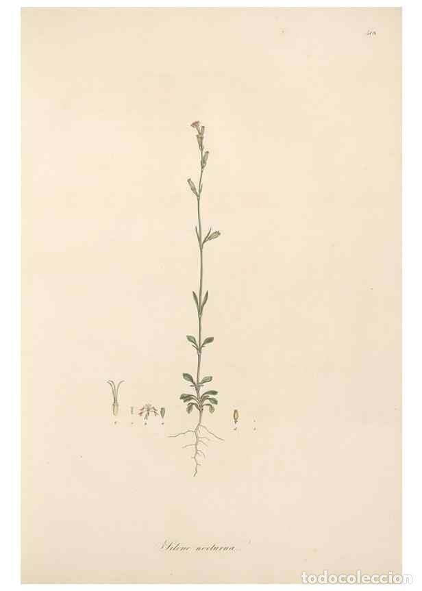 Coleccionismo de Revistas y Peri&oacute;dicos: Reproducci&oacute;n/Reproduction 49557790827: Flora Graeca, sive, Plantarum rariorum historia, quas in prov