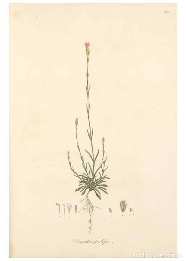 Coleccionismo de Revistas y Peri&oacute;dicos: Reproducci&oacute;n/Reproduction 49557393906: Flora Graeca, sive, Plantarum rariorum historia, quas in prov