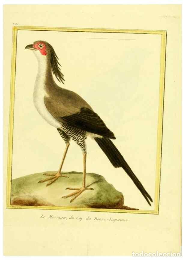 Coleccionismo de Revistas y Peri&oacute;dicos: Reproducci&oacute;n/Reproduction 49640132656: Planches enlumin&eacute;es d'histoire naturelle. Paris? :s.n.,1765-1