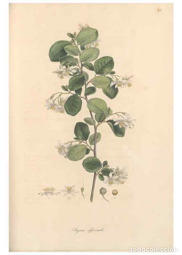 Coleccionismo de Revistas y Peri&oacute;dicos: Reproducci&oacute;n/Reproduction 49557622317: Flora Graeca, sive, Plantarum rariorum historia, quas in prov