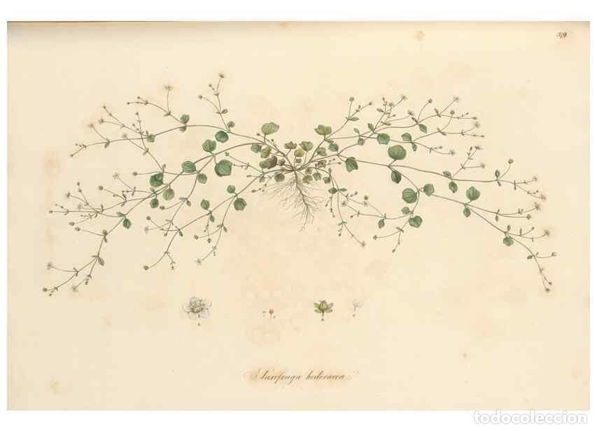 Coleccionismo de Revistas y Peri&oacute;dicos: Reproducci&oacute;n/Reproduction 49556889748: Flora Graeca, sive, Plantarum rariorum historia, quas in prov