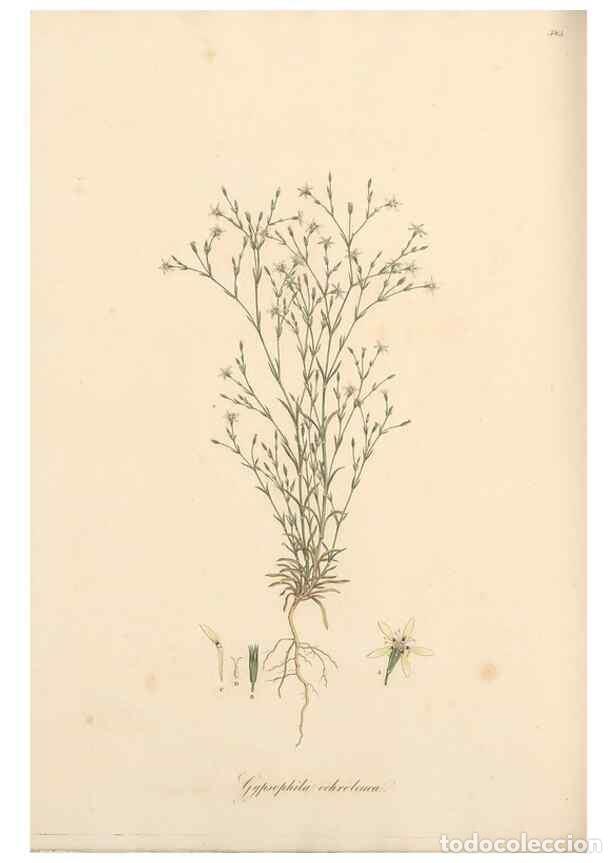 Coleccionismo de Revistas y Peri&oacute;dicos: Reproducci&oacute;n/Reproduction 49557390611: Flora Graeca, sive, Plantarum rariorum historia, quas in prov