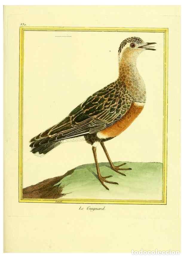 Coleccionismo de Revistas y Peri&oacute;dicos: Reproducci&oacute;n/Reproduction 49640457561: Planches enlumin&eacute;es d'histoire naturelle. Paris? :s.n.,1765-1