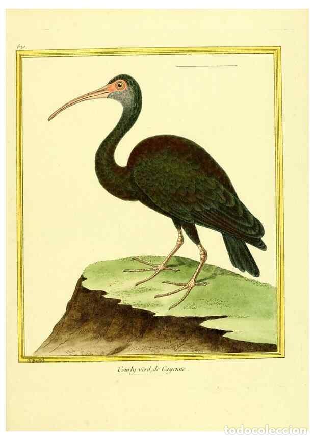 Coleccionismo de Revistas y Peri&oacute;dicos: Reproducci&oacute;n/Reproduction 49640725407: Planches enlumin&eacute;es d'histoire naturelle. Paris? :s.n.,1765-1