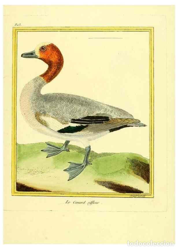 Coleccionismo de Revistas y Peri&oacute;dicos: Reproducci&oacute;n/Reproduction 49640455146: Planches enlumin&eacute;es d'histoire naturelle. Paris? :s.n.,1765-1