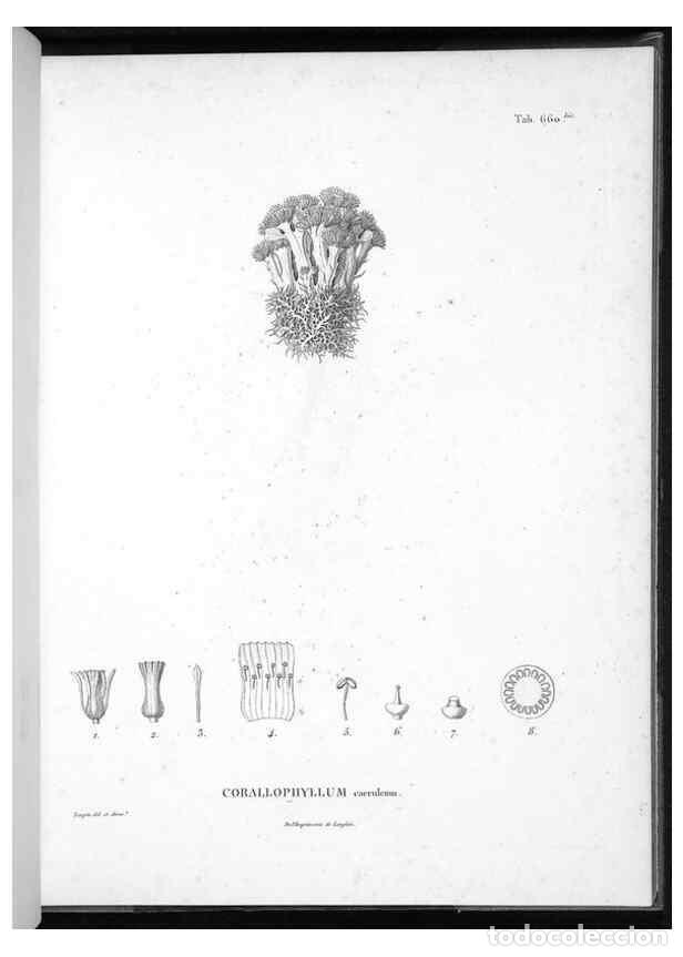 Coleccionismo de Revistas y Peri&oacute;dicos: Reproducci&oacute;n/Reproduction 49556187793: Nova genera et species plantarum :. Antverpiae :Ex officina C