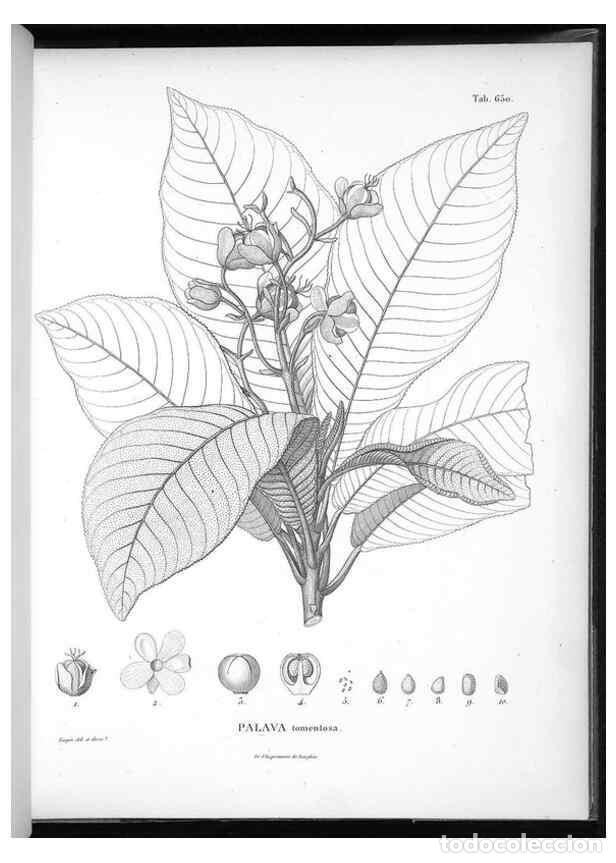 Coleccionismo de Revistas y Peri&oacute;dicos: Reproducci&oacute;n/Reproduction 49556681566: Nova genera et species plantarum :. Antverpiae :Ex officina C