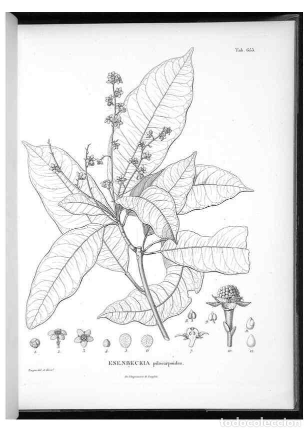 Coleccionismo de Revistas y Peri&oacute;dicos: Reproducci&oacute;n/Reproduction 49556682591: Nova genera et species plantarum :. Antverpiae :Ex officina C