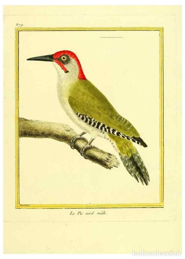 Coleccionismo de Revistas y Peri&oacute;dicos: Reproducci&oacute;n/Reproduction 49640746127: Planches enlumin&eacute;es d'histoire naturelle. Paris? :s.n.,1765-1