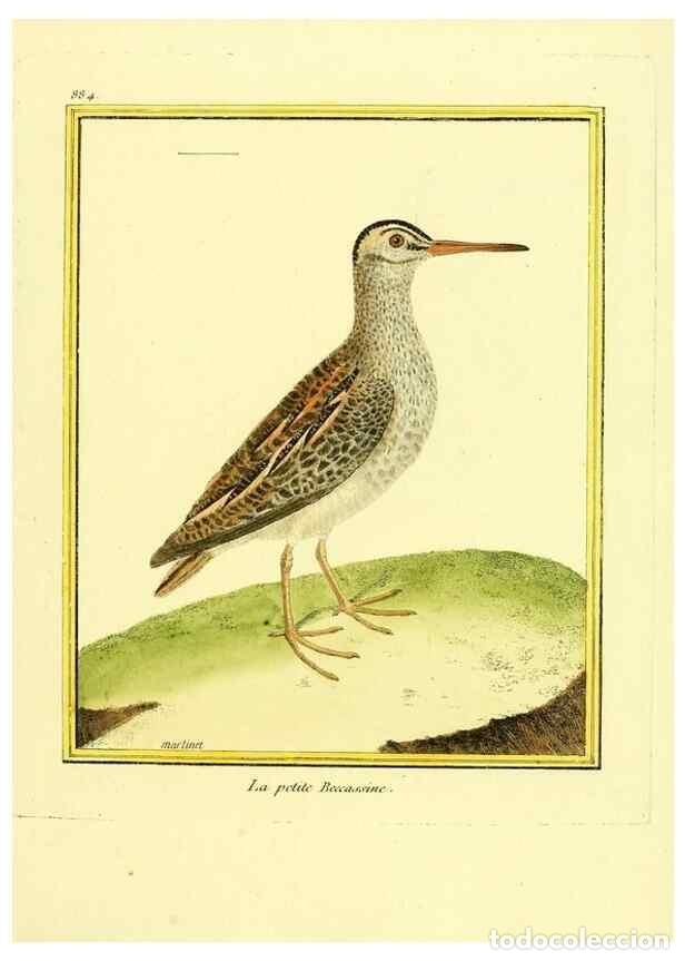 Coleccionismo de Revistas y Peri&oacute;dicos: Reproducci&oacute;n/Reproduction 49639951938: Planches enlumin&eacute;es d'histoire naturelle. Paris? :s.n.,1765-1