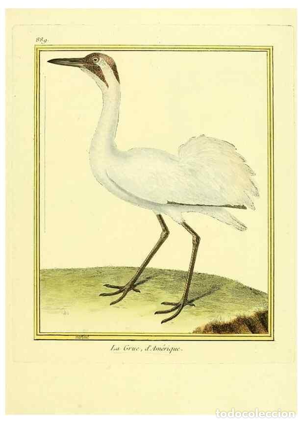 Coleccionismo de Revistas y Peri&oacute;dicos: Reproducci&oacute;n/Reproduction 49639953483: Planches enlumin&eacute;es d'histoire naturelle. Paris? :s.n.,1765-1