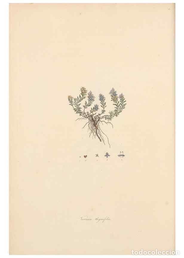 Coleccionismo de Revistas y Peri&oacute;dicos: Reproducci&oacute;n/Reproduction 49556764231: Flora Graeca, sive, Plantarum rariorum historia, quas in prov