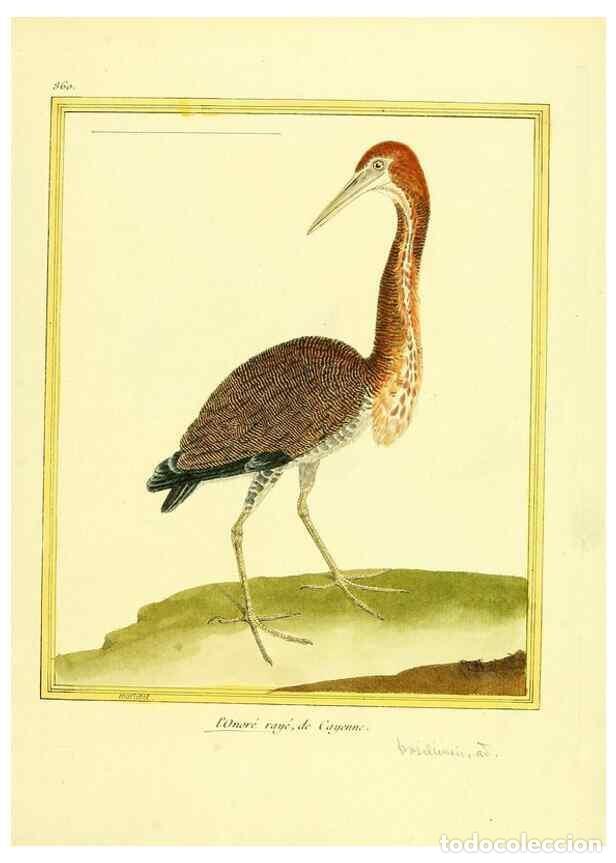 Coleccionismo de Revistas y Peri&oacute;dicos: Reproducci&oacute;n/Reproduction 49640739462: Planches enlumin&eacute;es d'histoire naturelle. Paris? :s.n.,1765-1