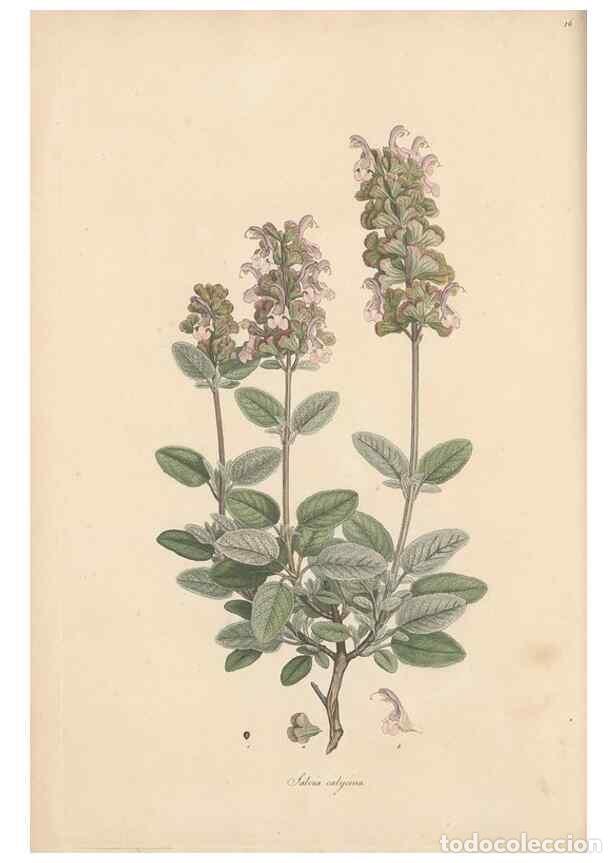 Coleccionismo de Revistas y Peri&oacute;dicos: Reproducci&oacute;n/Reproduction 49556767191: Flora Graeca, sive, Plantarum rariorum historia, quas in prov