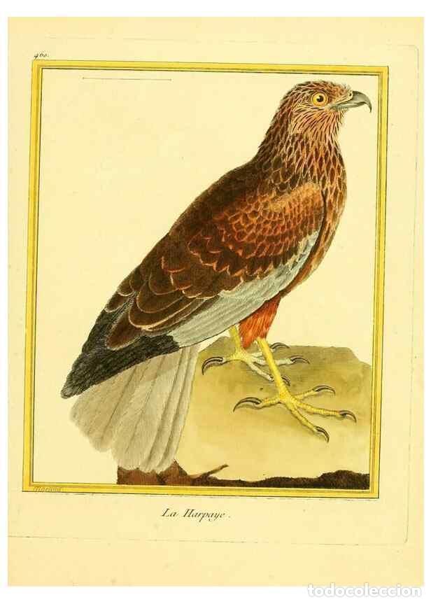 Collection Magazines and Newspapers: Reproducci&oacute;n/Reproduction 49640111422: Planches enlumin&eacute;es d'histoire naturelle. Paris? :s.n.,1765-1