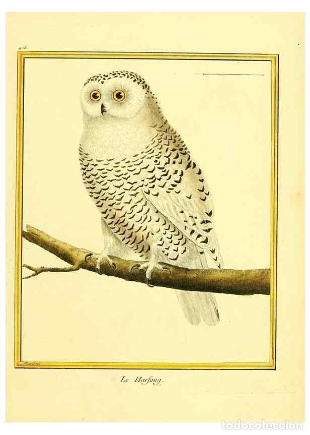 Collection Magazines and Newspapers: Reproducci&oacute;n/Reproduction 49639312523: Planches enlumin&eacute;es d'histoire naturelle. Paris? :s.n.,1765-1