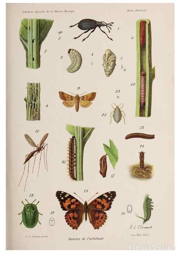 Collection Magazines and Newspapers: Reproducci&oacute;n/Reproduction 49643916432: Revue horticole.. Paris :Librairie agricole de la maison rust