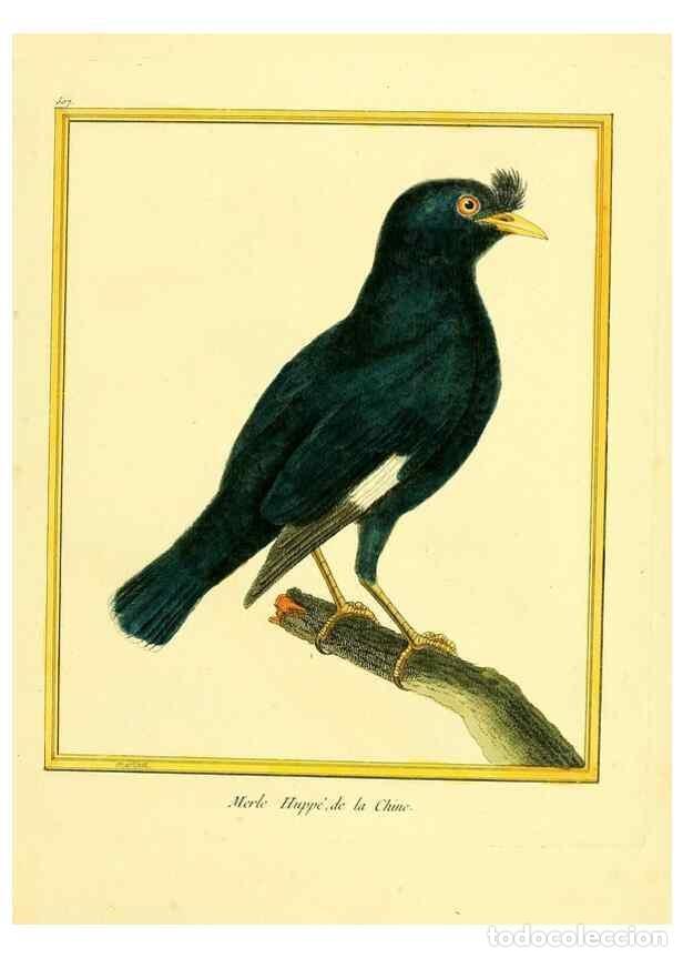 Collection Magazines and Newspapers: Reproducci&oacute;n/Reproduction 49639483553: Planches enlumin&eacute;es d'histoire naturelle. Paris? :s.n.,1765-1