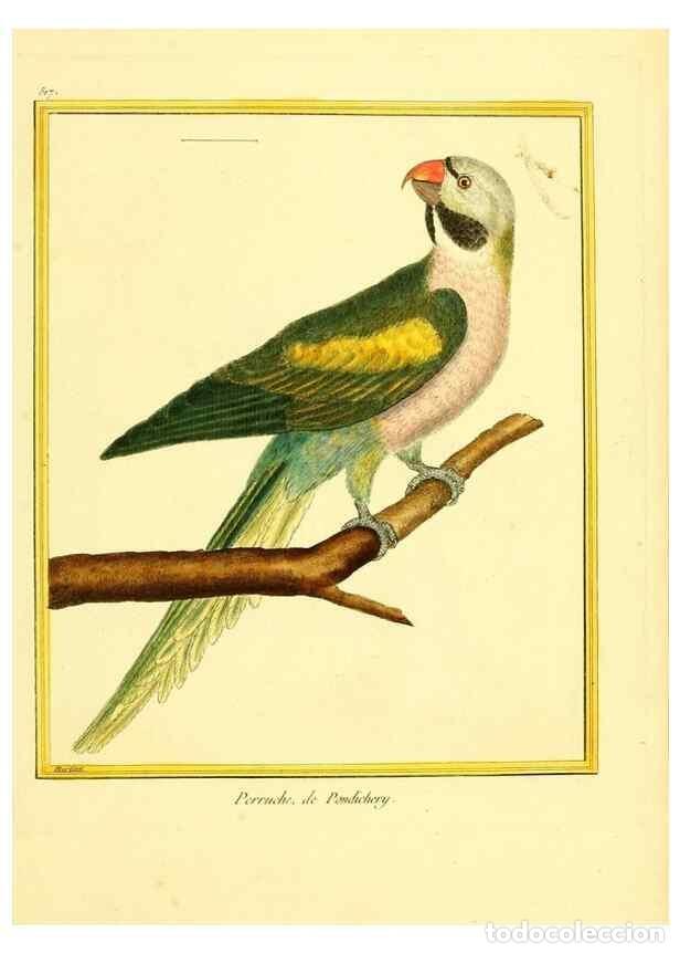 Collection Magazines and Newspapers: Reproducci&oacute;n/Reproduction 49640283292: Planches enlumin&eacute;es d'histoire naturelle. Paris? :s.n.,1765-1