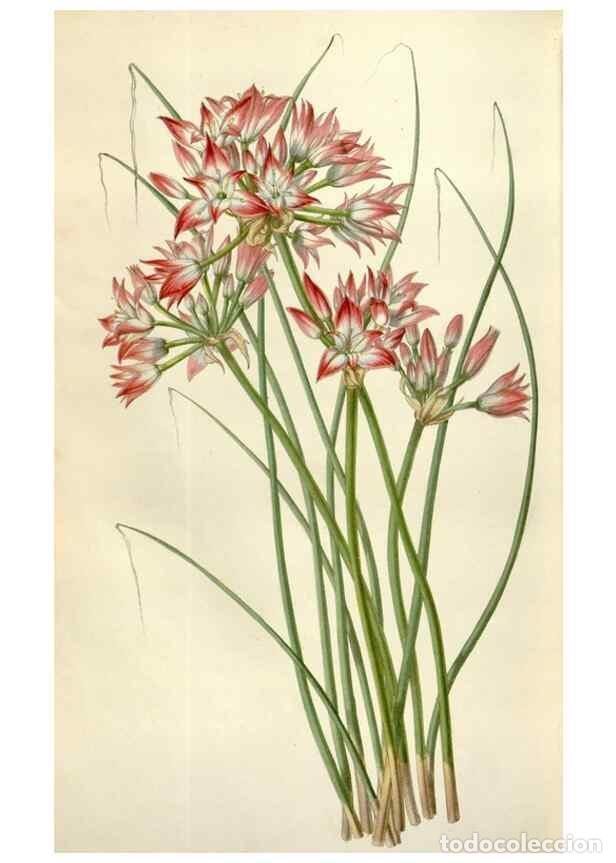 Collection Magazines and Newspapers: Reproducci&oacute;n/Reproduction 49642960018: Flore des serres et des jardins de l'Europe. A Gand :chez Lou