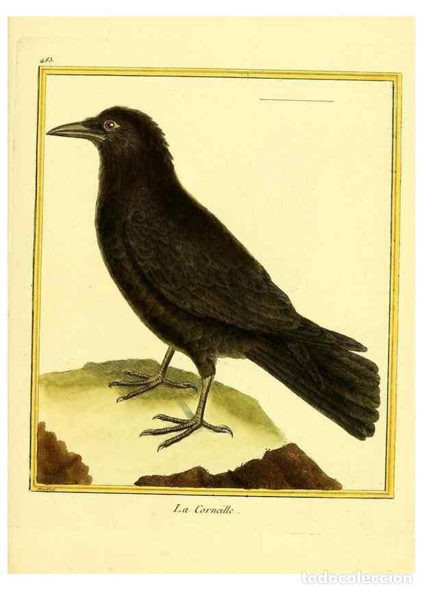 Collection Magazines and Newspapers: Reproducci&oacute;n/Reproduction 49639846181: Planches enlumin&eacute;es d'histoire naturelle. Paris? :s.n.,1765-1