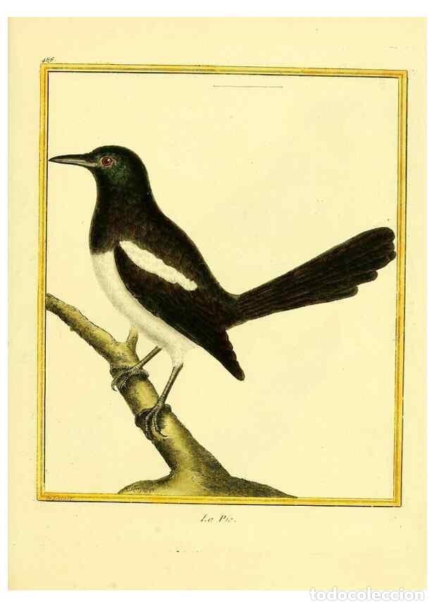 Collection Magazines and Newspapers: Reproducci&oacute;n/Reproduction 49639847601: Planches enlumin&eacute;es d'histoire naturelle. Paris? :s.n.,1765-1
