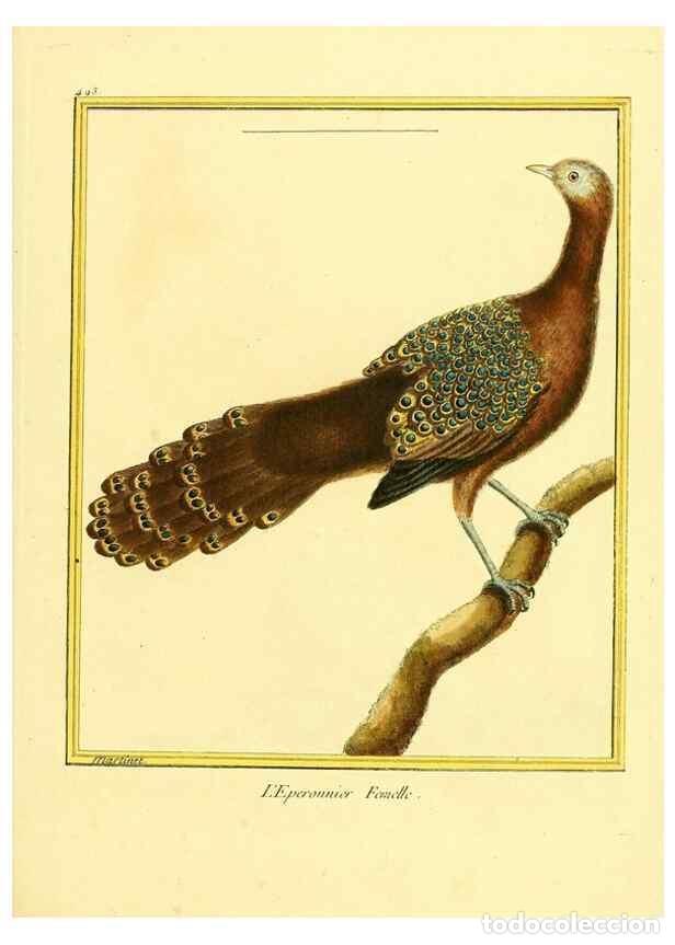 Collection Magazines and Newspapers: Reproducci&oacute;n/Reproduction 49639848891: Planches enlumin&eacute;es d'histoire naturelle. Paris? :s.n.,1765-1