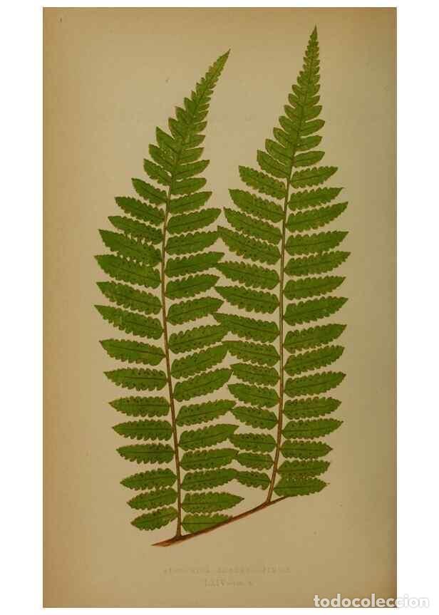 Collection Magazines and Newspapers: Reproducci&oacute;n/Reproduction 49628483276: Ferns: British and exotic.... London,Groombridge and Sons,185