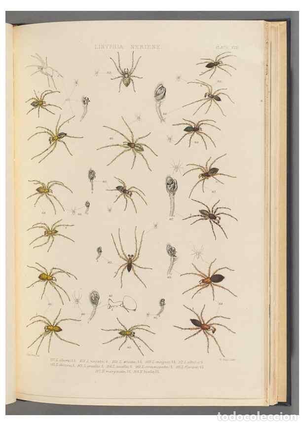 Collection Magazines and Newspapers: Reproducci&oacute;n/Reproduction 49643415016: A history of the spiders of Great Britain and Ireland /. Lond