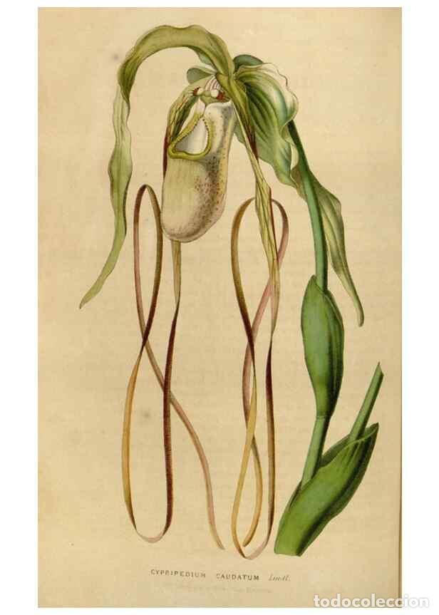 Sammeln von Zeitschriften und Zeitungen: Reproducci&oacute;n/Reproduction 49643742807: Flore des serres et des jardins de l'Europe. A Gand :chez Lou