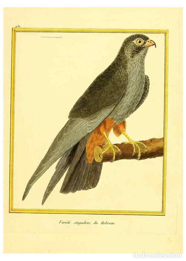 Sammeln von Zeitschriften und Zeitungen: Reproducci&oacute;n/Reproduction 49640101012: Planches enlumin&eacute;es d'histoire naturelle. Paris? :s.n.,1765-1