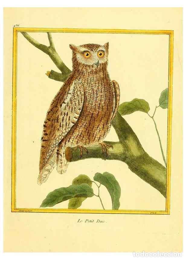 Sammeln von Zeitschriften und Zeitungen: Reproducci&oacute;n/Reproduction 49640102742: Planches enlumin&eacute;es d'histoire naturelle. Paris? :s.n.,1765-1