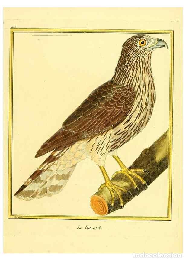 Sammeln von Zeitschriften und Zeitungen: Reproducci&oacute;n/Reproduction 49639826141: Planches enlumin&eacute;es d'histoire naturelle. Paris? :s.n.,1765-1