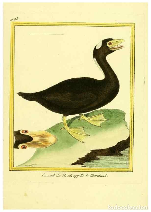 Sammeln von Zeitschriften und Zeitungen: Reproducci&oacute;n/Reproduction 49640804622: Planches enlumin&eacute;es d'histoire naturelle. Paris? :s.n.,1765-1